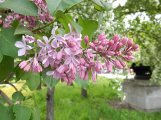 delicate fragrant light purple inflorescences of lilac on a blurry spring background