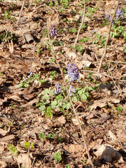 Tender spring lilac flowers of Corydalis on a blurry background
