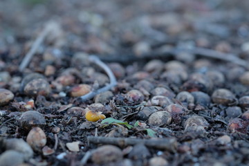 秋の名残。銀杏の木の下の銀杏。