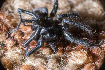 black spider macro