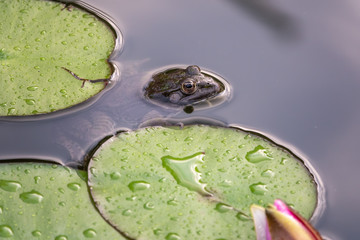 Water lily leaves float in a pond.