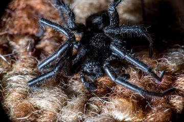 black spider macro