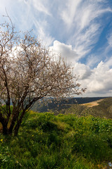spring, the time of almond blossom, trees in a cloud of delicate white and pink flowers, a great time to travel around the island of Cyprus