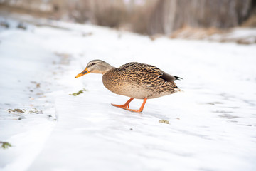 a wild Mallard duck walks on ice on a frozen river. Winter residence of migratory birds