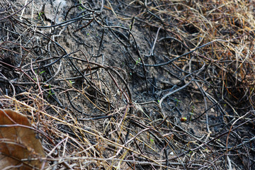 burn grass dried on the ground