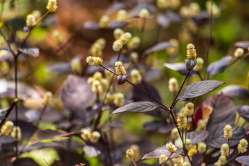 primavera