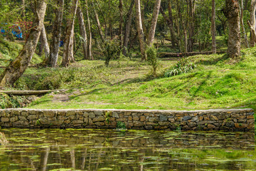 Fototapeta premium river in the forest