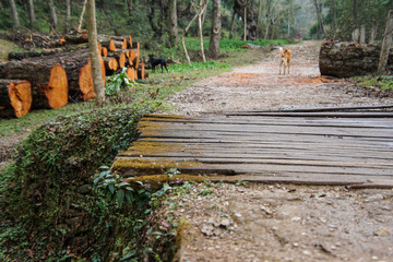 wooden bridge in forest