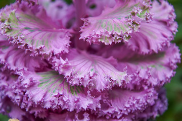 Close up of purple cabbage 