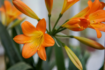 Obraz premium orange tiger lilies