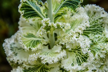 close up of a white cabbage