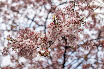Sakura flowers in early bloom