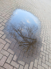 Reflection in a rainwater puddle © johnnywalker61