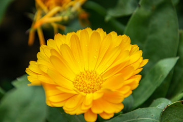 yellow flower in the garden