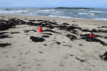 海辺に漂着した海藻やゴミ