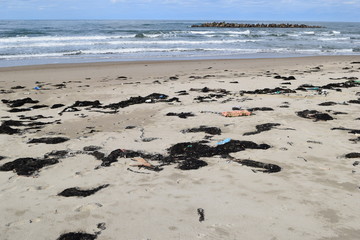 海辺に漂着した海藻やゴミ
