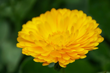 closeup of yellow flower