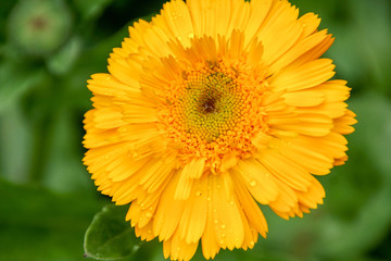 yellow flower in the garden