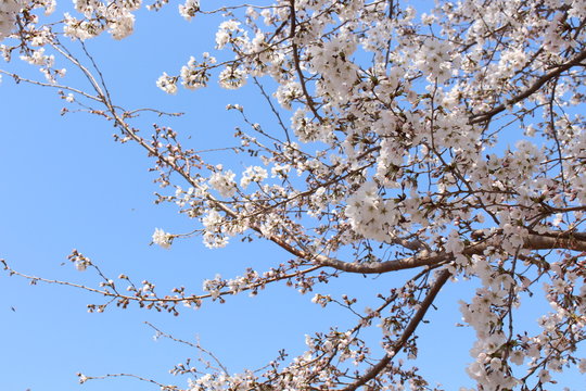 Cherry blossom