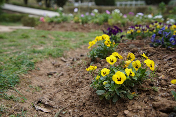 flowers in the garden