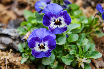 blue flowers in the garden