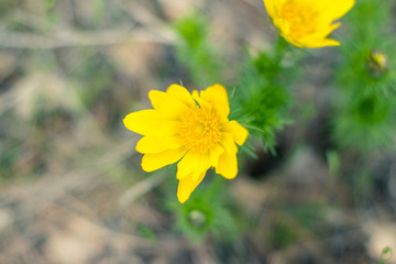 Fototapeta premium Adonis grass