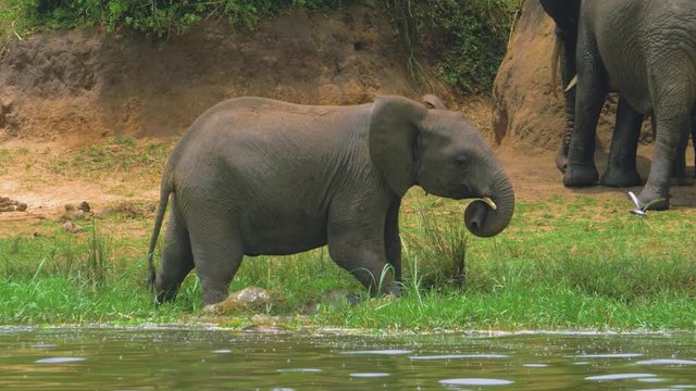 Little funny elephant walks along the river and drinks water from it. He draws water with a small trunk. African safari. Close-up shot on a telephoto lens. Half slow motion., Kasese, Uganda. 