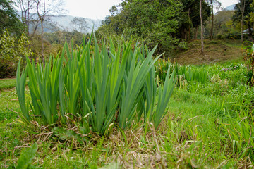 green reeds in the garden