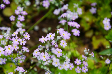 flowers in the garden