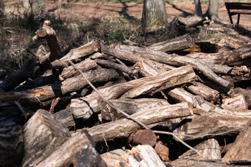切り倒された木々
