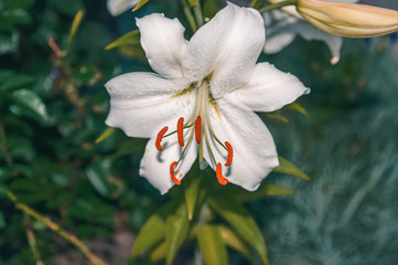 Beautiful white lilies in the garden on a Sunny spring day on a green background. Close up