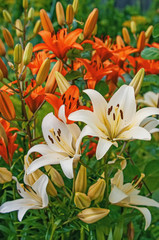 Beautiful multi-colored orange and white lilies on a flower bed in the garden on a Sunny spring day on a green background. Close up