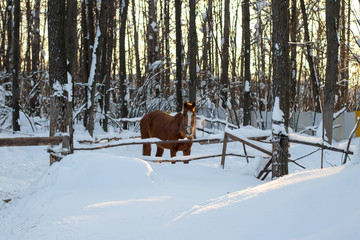 red horse in winter