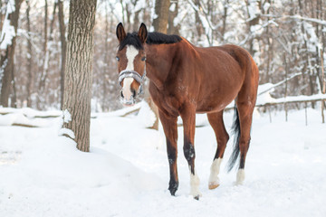 red horse in winter