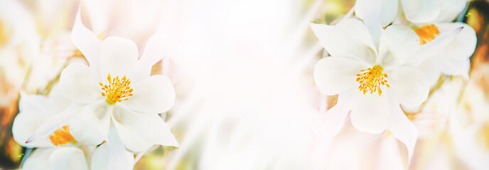 Fototapeta na wymiar Close-up view of the white Aquilegia columbina flower. Selective focus, shallow depth of field. soft selective focus.