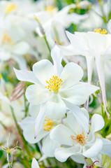 Close-up view of the white Aquilegia columbina flower. Selective focus, shallow depth of field