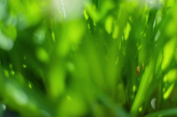Abstract green plant background. Blurred spring background for the designer