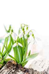 Bouquet of snowdrops-the first spring flowers, on a light plain background. A flower symbolizing the arrival of spring