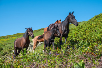 Brown horses graze in the mountains.