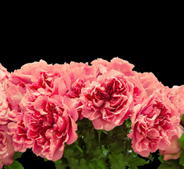 Romantic bouquet of peony pink roses. Selective focus, close-up. Isolated on black