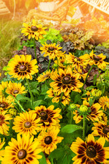 Black-eyed Susan-rudbeckia Flowers in a blooming garden on a Sunny day, close-up, selective focus
