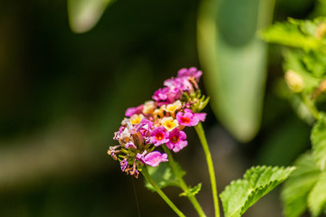 flor