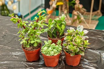 Succulents of different types are transplanted into pots for reproduction on the desktop. Selective soft focus
