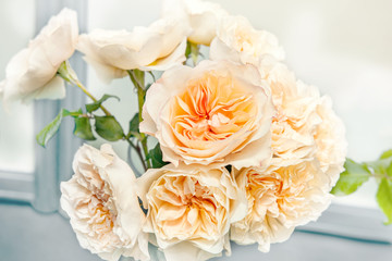 A bouquet of beautiful delicate pastel-colored peony roses of the Jayne Austin variety. Close up