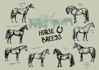 graphic set farm riding and trotting horses © Elena