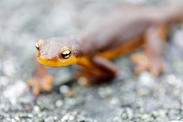 Selective focus of California Newt approaching. Monte Bello Open Space Preserve, Santa Clara County, California, USA.