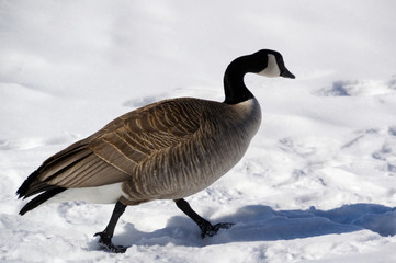 Canadian Goose in Snow