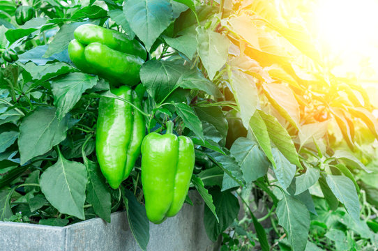 Bright green large pepper spets in the greenhouse on a Sunny day on a high bed in the greenhouse