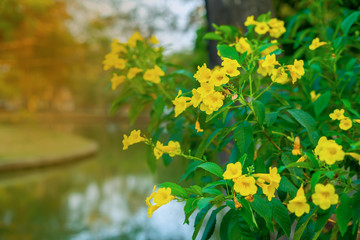 The Yellow elder, Tecoma stans flower on tree Thai people call thong urai in beautiful park with orange light