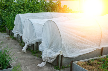 organic coverage of seedlings in the garden. Shelter of young seedlings from the scorching sun and the first frosts. Spring work in the garden